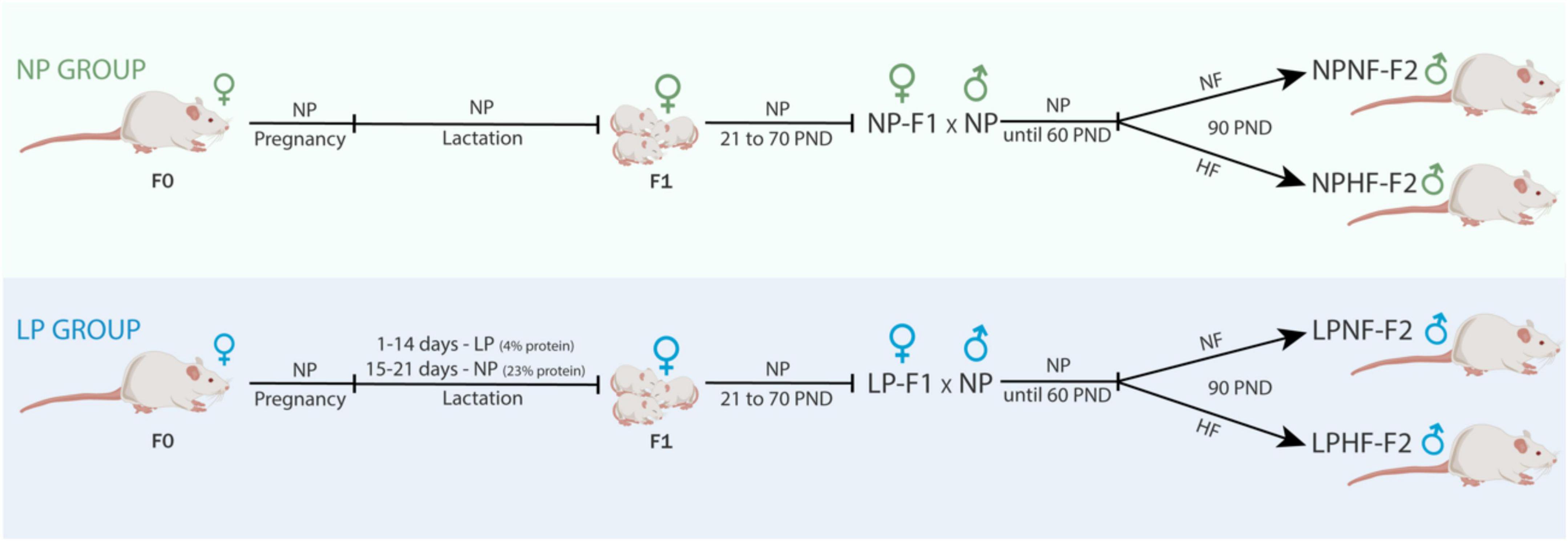 Protein restriction during lactation causes transgenerational metabolic dysfunction in adult rat offspring